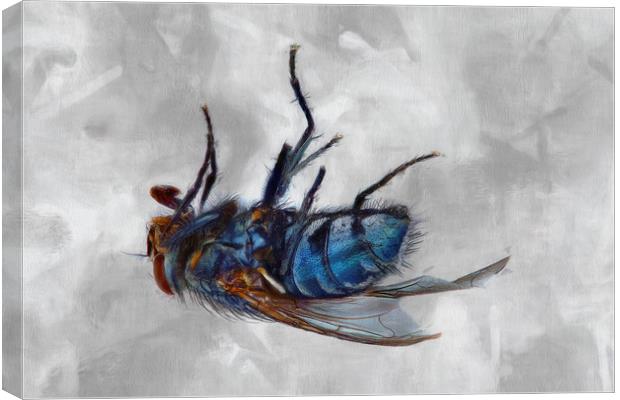 Dead Fly Canvas Print by Robert Deering