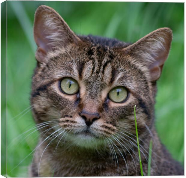 Wild Cat  Canvas Print by sandy walther