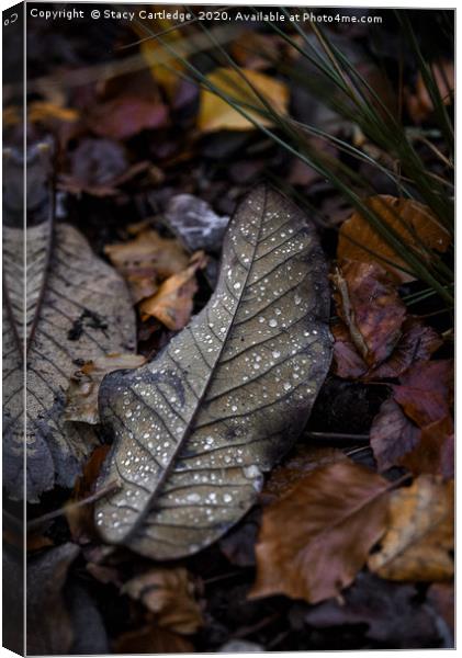 Autumn Leaves Canvas Print by Stacy Cartledge