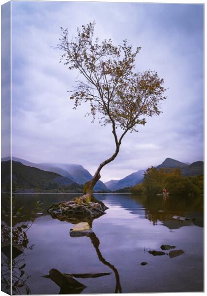 Llanberis Lonely Tree Canvas Print by Liam Neon