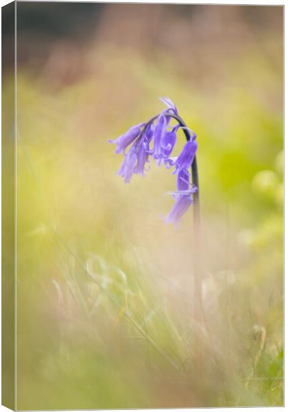 Hilbre Bluebell Canvas Print by Liam Neon