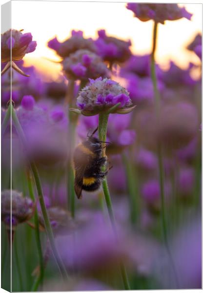 Bee Thrifty Canvas Print by Liam Neon