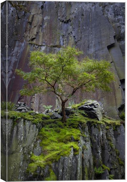 Dinorwig Lone Tree Canvas Print by Liam Neon