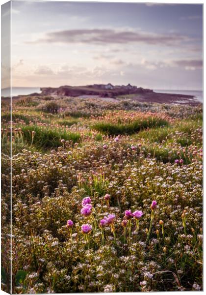 Hilbre Thrift Fields Canvas Print by Liam Neon