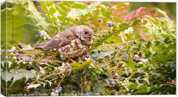 Mistle Thrush in Mahonia Bush Canvas Print by Liam Neon