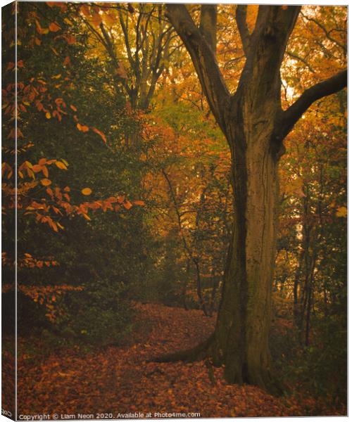 Caldy Autumn Trail Canvas Print by Liam Neon