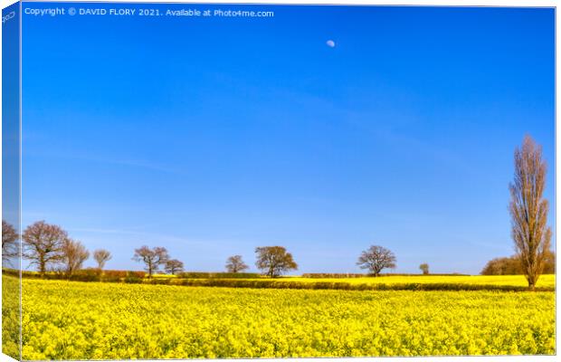 Moon over rapeseed crop Canvas Print by DAVID FLORY