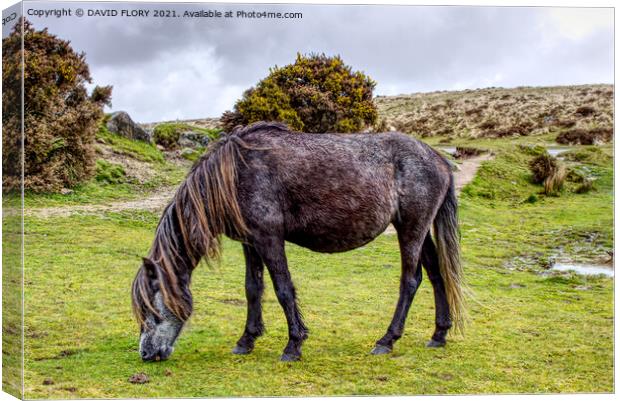 Grazing the moor Canvas Print by DAVID FLORY