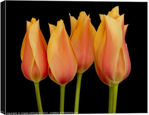 Peach Tulips Canvas Print by Angela Cottingham