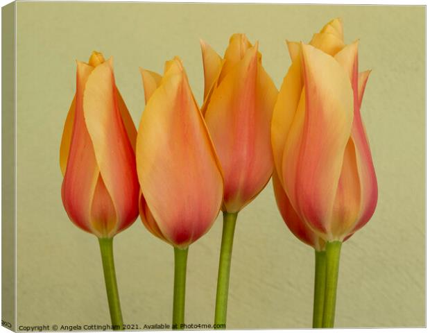 Peach Tulips Canvas Print by Angela Cottingham