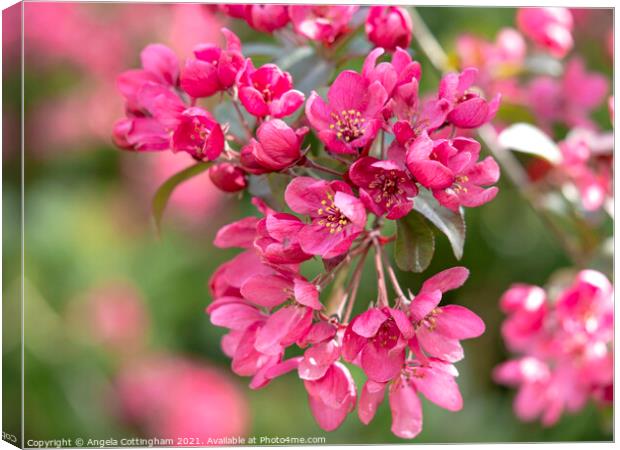 Crab Apple Blossom Canvas Print by Angela Cottingham