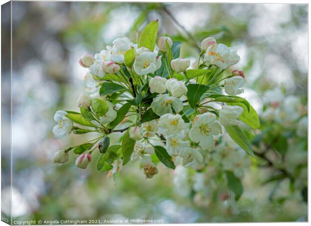 White Crab Apple Blossom Canvas Print by Angela Cottingham