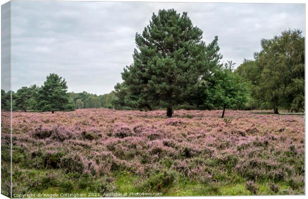 Heather and Pine Tree at Skipwith Common Canvas Print by Angela Cottingham