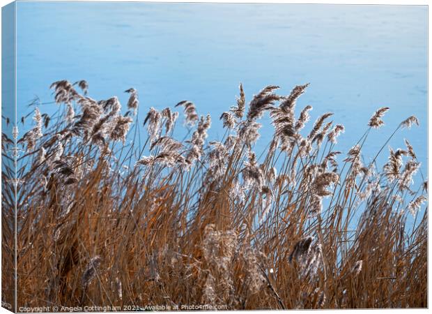 Flowering reeds in a gentle breeze beside a pond Canvas Print by Angela Cottingham