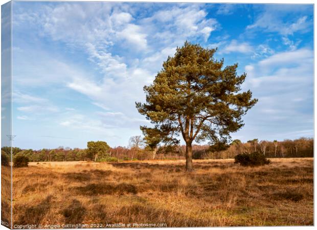 Heathland Pine Canvas Print by Angela Cottingham