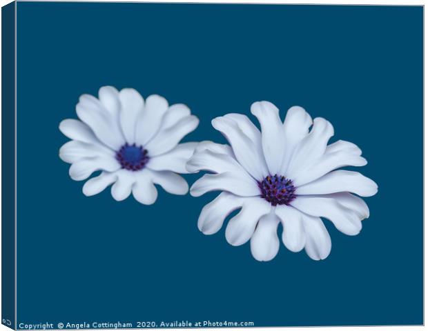 White African Daisies Canvas Print by Angela Cottingham