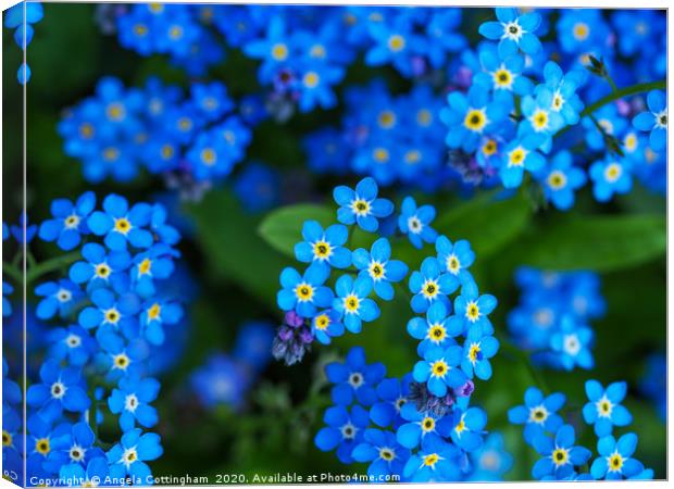 Forget-me-not Flowers Canvas Print by Angela Cottingham