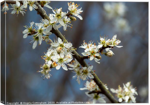 Blackthorn Blossom Canvas Print by Angela Cottingham