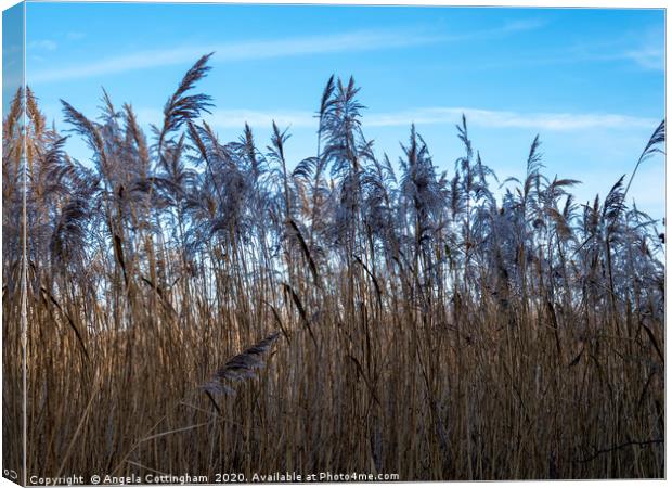 Amongst the Reeds Canvas Print by Angela Cottingham