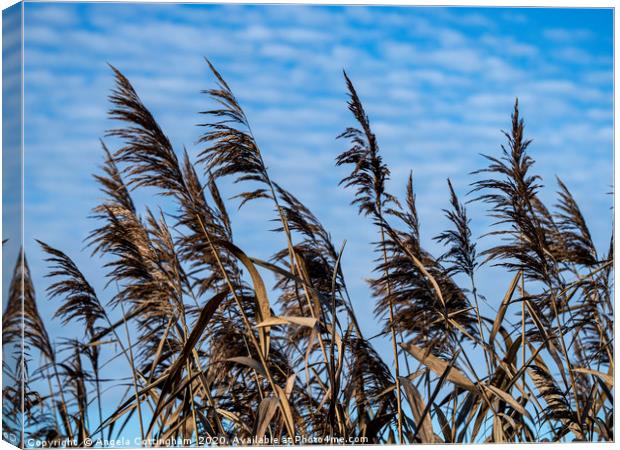 Reeds and Sky Canvas Print by Angela Cottingham