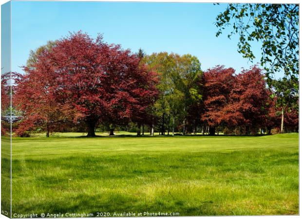 Copper Beech and Silver Birch Canvas Print by Angela Cottingham