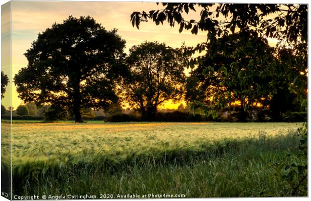 Evening Glow Canvas Print by Angela Cottingham