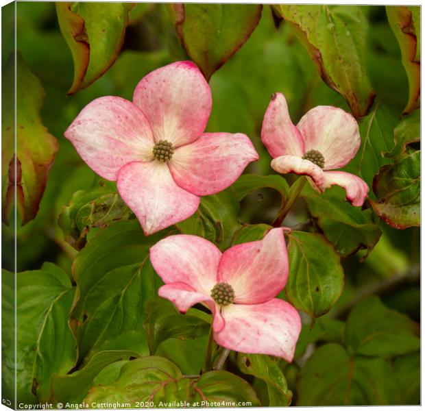 Dogwood Flowers Canvas Print by Angela Cottingham