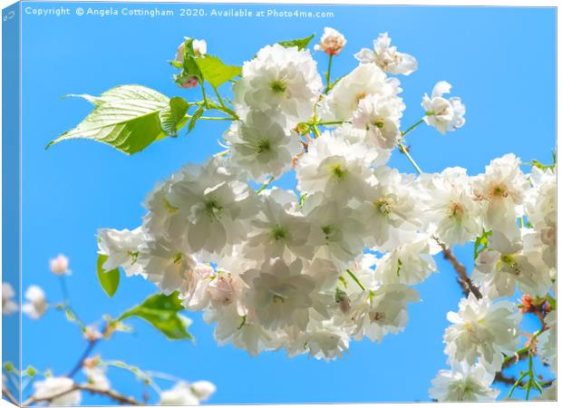 White Cherry Blossom Canvas Print by Angela Cottingham