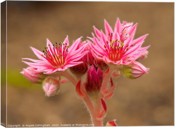 Sempervivum Flowers Canvas Print by Angela Cottingham