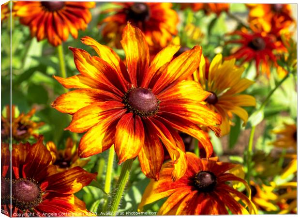 Rudbeckia 'Cappucino' Canvas Print by Angela Cottingham