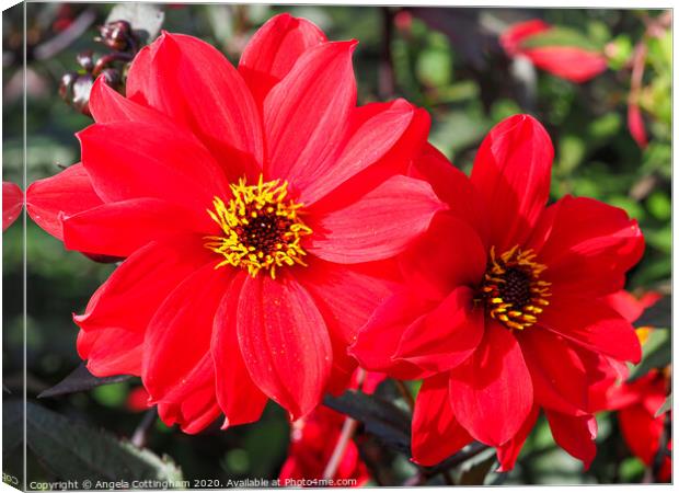 Two Red Dahlias Canvas Print by Angela Cottingham