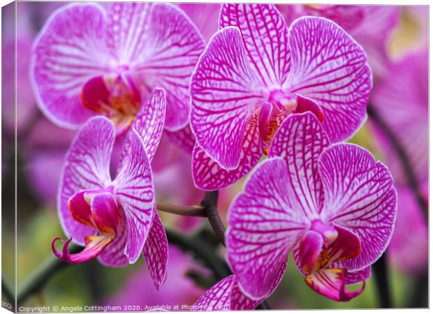 Pink Orchids Canvas Print by Angela Cottingham