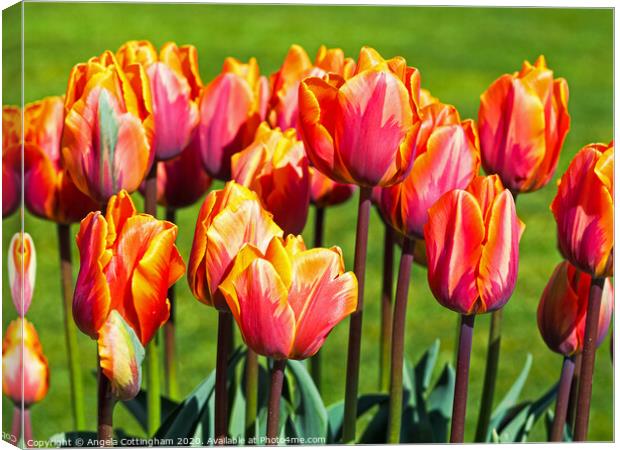 Hermatage Tulips Canvas Print by Angela Cottingham