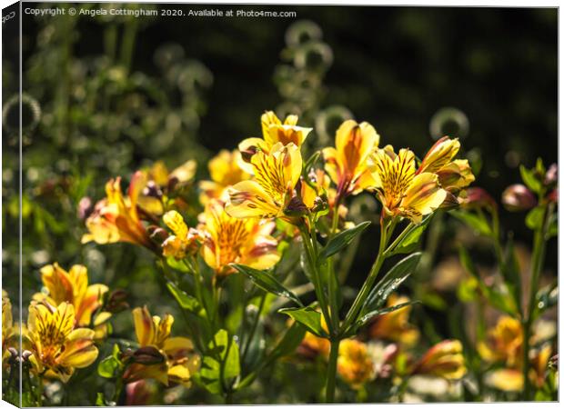 Peruvian Lilies in Sunlight Canvas Print by Angela Cottingham