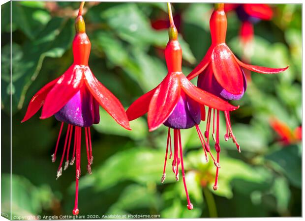 Red and purple Fuchsia flowers, variety 'Mrs Popple' Canvas Print by Angela Cottingham