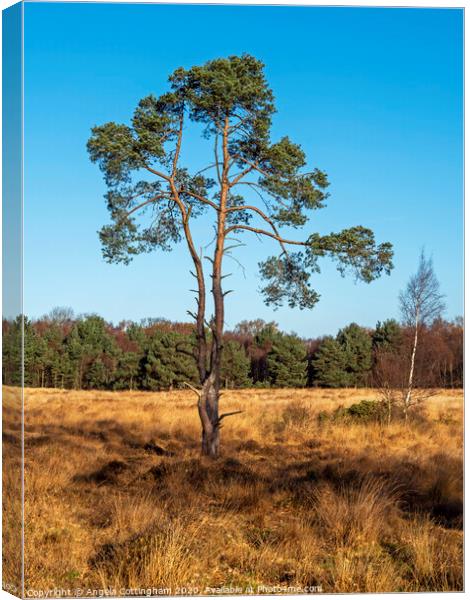 Pine Tree at Skipwith Common Canvas Print by Angela Cottingham