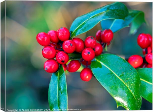 Holly Berries Canvas Print by Angela Cottingham