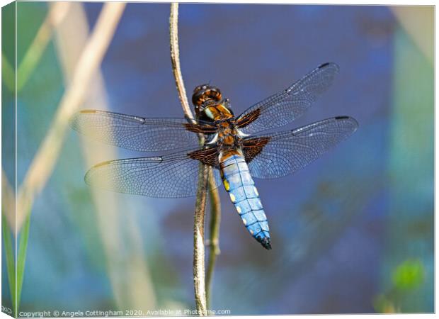 Broad-Bodied Chaser Canvas Print by Angela Cottingham