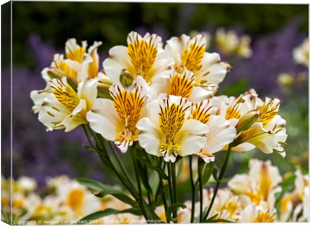 Lovely white and yellow Alstroemeria Peruvian lilies Canvas Print by Angela Cottingham