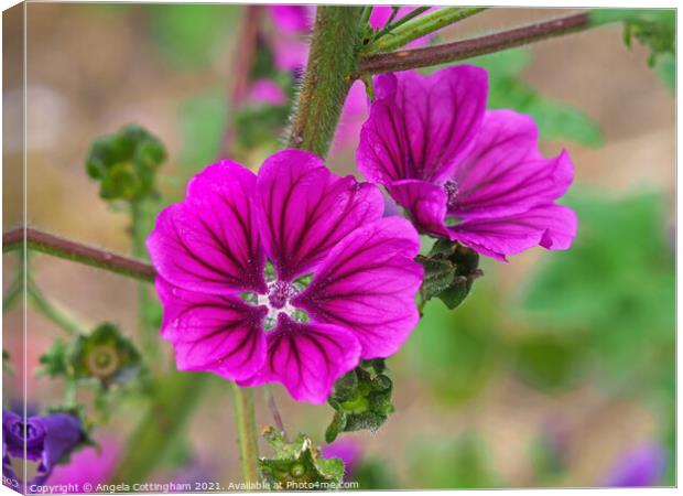 Purple Mallow Canvas Print by Angela Cottingham