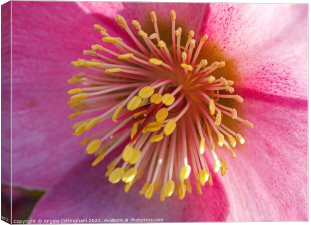 Pink Hellebore Flower Canvas Print by Angela Cottingham