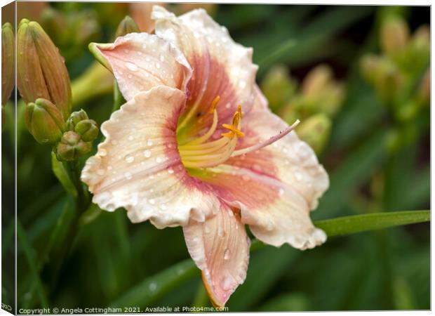 Daylily with Raindrops Canvas Print by Angela Cottingham
