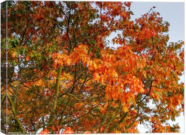 Autumn Oak Leaves Canvas Print by Angela Cottingham