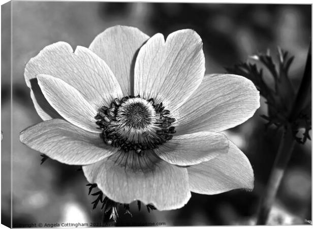 Anemone in Black and White Canvas Print by Angela Cottingham