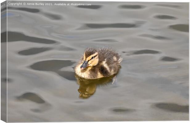 Duckling swimming  Canvas Print by Aimie Burley