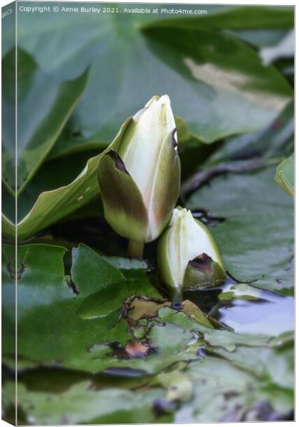 Water lily buds Canvas Print by Aimie Burley