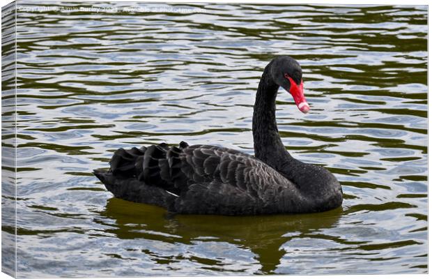 A beautiful black swan Canvas Print by Aimie Burley