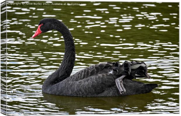 A beautiful black swan Canvas Print by Aimie Burley