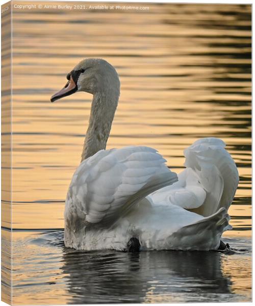 Swan at sunset portrait Canvas Print by Aimie Burley