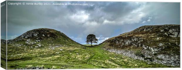 Panoramic sycamore gap Canvas Print by Aimie Burley